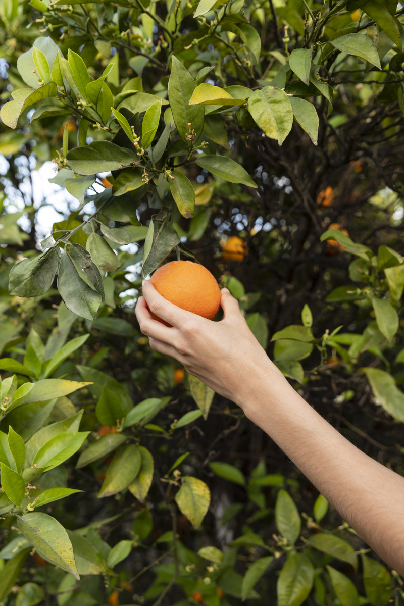 mujer-sosteniendo-naranja-su-mano (1)